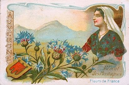 Jolie plante cotonneuse ou aranéuse de la famille des composées, le bleuet des montagnes s'élève de 20 à 40 cm. C'est une plante des régions montagneuses, répandues dans la Suisse,  la Savoie, le Dauphiné et l'Auvergne, que l'on trouve dans les pâturages rocailleux. Ce beau bleuet est assez fréquemment cultivé dans les jardins.