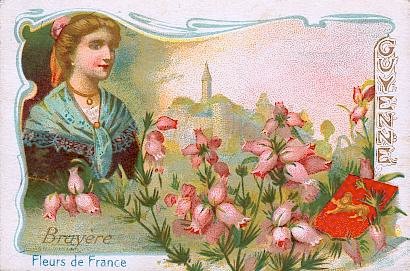 La bruyère, famille des ericacées, est représentée en France par une douzaine d'espèces, dont les plus communes sont : la bruyère cendrée, "Erica cinerea" et la bruyère commune "Calluna Vulgaris". Dans quelques régions, cette plante est employée comme litière pour les animaux. La racine d'une certaine espèce est utilisée pour la confection des pipes.