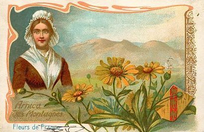 L'arnica des montagnes, famille des composées, croît dans les parties élevées et incultes des Alpes et des Pyrénées. Cette plante, de 30 à 40 cm de haut, est l'une des plus usitées parmi les plantes officinales ; elle renferme de l'arnicine, et ses fleurs ou ses feuilles séchées entrent dans la composition du thé suisse.