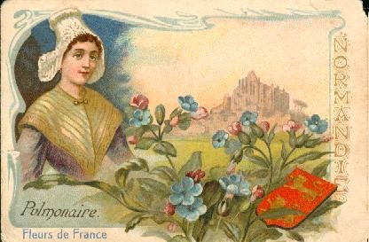 La pulmonaire est une plante vivace de la famille des borraginées, très répandue dans les bois de l'Est et dans la Normandie. On emploie ses feuilles et ses fleurs en infusions adoucissantes et astringentes, utile dans les maladies de poitrine. La combustion de cette plante fournit une assez forte dose de potasse, engrais chimique de grande valeur.