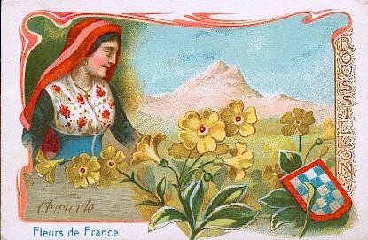 L'auricule, ou oreille d'ours, de la famille des primulacées, est le type qui a fourni les auricules de nos jardins. Cette plante est originaire des Alpes et des Pyrénées. Les Hollandais et les anglais l'ont, depuis plusieurs siècles, cultivée et améliorée et ont obtenu un grand nombre de variétés. Ils sont passés maître dans la culture de cette plante.